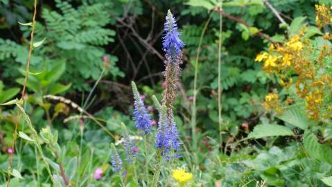 Fotografia da espécie Veronica spicata