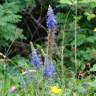 Fotografia 5 da espécie Veronica spicata do Jardim Botânico UTAD