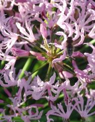 Nerine undulata