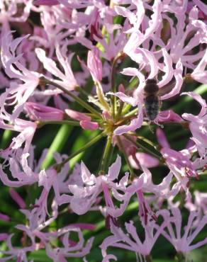 Fotografia 1 da espécie Nerine undulata no Jardim Botânico UTAD