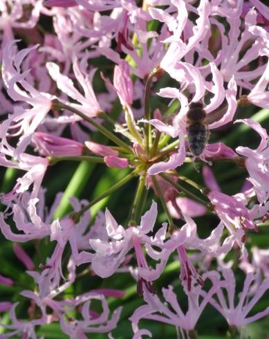 Fotografia de capa Nerine undulata - do Jardim Botânico