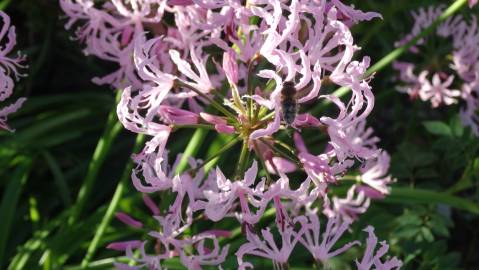 Fotografia da espécie Nerine undulata