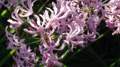 Fotografia da espécie Nerine undulata