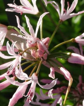 Fotografia 9 da espécie Nerine undulata no Jardim Botânico UTAD