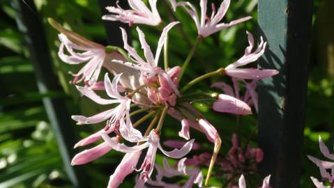 Fotografia da espécie Nerine undulata