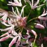 Fotografia 9 da espécie Nerine undulata do Jardim Botânico UTAD