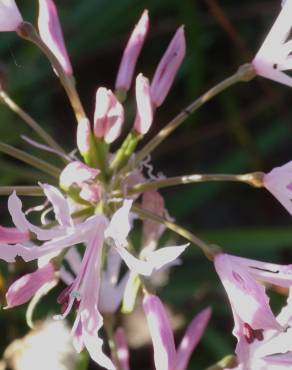 Fotografia 10 da espécie Nerine undulata no Jardim Botânico UTAD