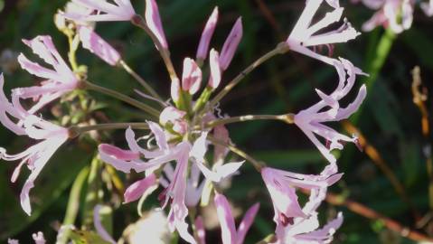 Fotografia da espécie Nerine undulata