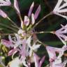 Fotografia 10 da espécie Nerine undulata do Jardim Botânico UTAD