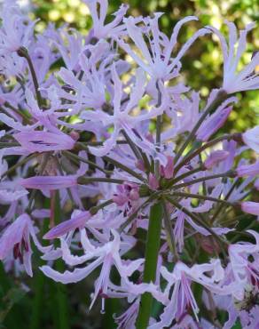 Fotografia 11 da espécie Nerine undulata no Jardim Botânico UTAD