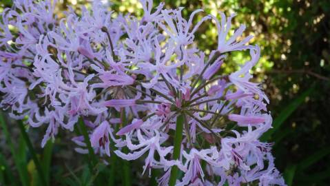 Fotografia da espécie Nerine undulata