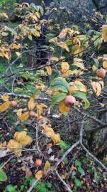 Fotografia da espécie Crataegus germanica