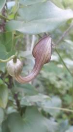 Fotografia da espécie Aristolochia baetica