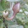 Fotografia 22 da espécie Aristolochia baetica do Jardim Botânico UTAD