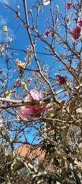 Fotografia da espécie Magnolia x soulangeana