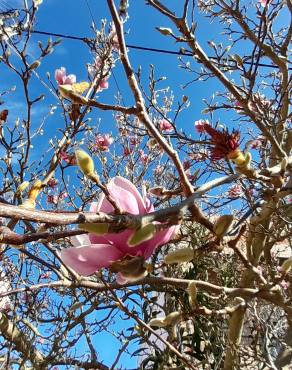 Fotografia 14 da espécie Magnolia x soulangeana no Jardim Botânico UTAD