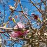 Fotografia 14 da espécie Magnolia x soulangeana do Jardim Botânico UTAD