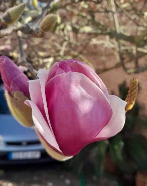 Fotografia 15 da espécie Magnolia x soulangeana no Jardim Botânico UTAD