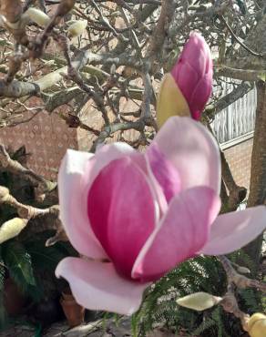 Fotografia 16 da espécie Magnolia x soulangeana no Jardim Botânico UTAD