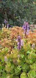 Fotografia da espécie Plectranthus ornatus