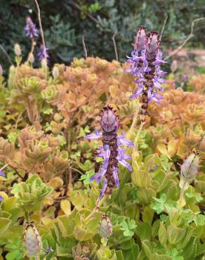 Fotografia 5 da espécie Plectranthus ornatus no Jardim Botânico UTAD