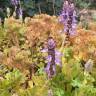 Fotografia 5 da espécie Plectranthus ornatus do Jardim Botânico UTAD