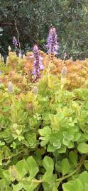 Fotografia da espécie Plectranthus ornatus