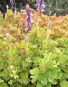 Fotografia 6 da espécie Plectranthus ornatus no Jardim Botânico UTAD