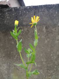 Fotografia da espécie Calendula arvensis