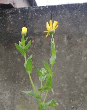 Fotografia 13 da espécie Calendula arvensis no Jardim Botânico UTAD