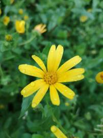 Fotografia da espécie Calendula arvensis