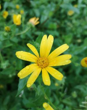 Fotografia 14 da espécie Calendula arvensis no Jardim Botânico UTAD