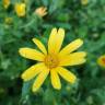 Fotografia 14 da espécie Calendula arvensis do Jardim Botânico UTAD