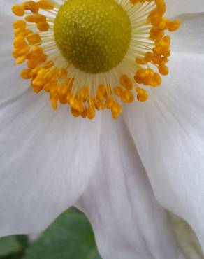 Fotografia 16 da espécie Anemone hupehensis no Jardim Botânico UTAD