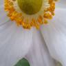 Fotografia 16 da espécie Anemone hupehensis do Jardim Botânico UTAD