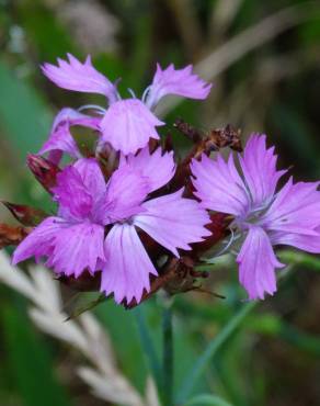 Fotografia 1 da espécie Dianthus carthusianorum no Jardim Botânico UTAD