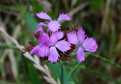 Fotografia da espécie Dianthus carthusianorum