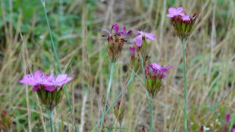 Fotografia da espécie Dianthus carthusianorum