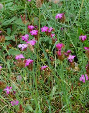 Fotografia 6 da espécie Dianthus carthusianorum no Jardim Botânico UTAD