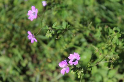 Fotografia da espécie Geranium pusillum