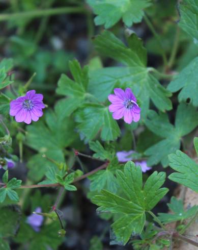 Fotografia de capa Geranium pusillum - do Jardim Botânico