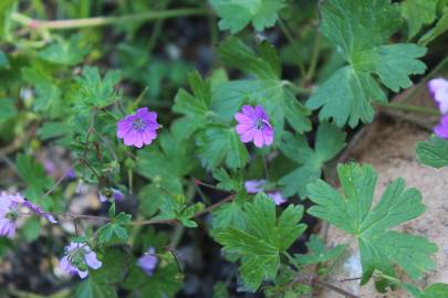 Fotografia da espécie Geranium pusillum