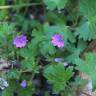 Fotografia 1 da espécie Geranium pusillum do Jardim Botânico UTAD