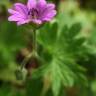 Fotografia 3 da espécie Geranium pusillum do Jardim Botânico UTAD