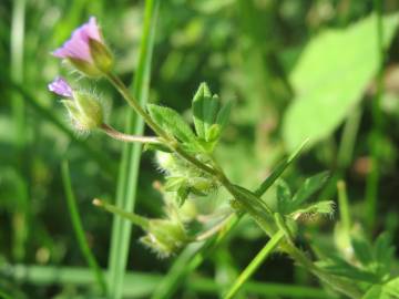 Fotografia da espécie Geranium pusillum