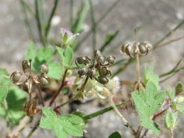 Fotografia da espécie Geranium pusillum