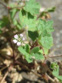 Fotografia da espécie Geranium pusillum