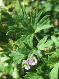 Fotografia da espécie Geranium pusillum