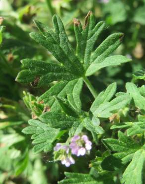 Fotografia 8 da espécie Geranium pusillum no Jardim Botânico UTAD