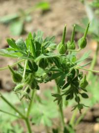 Fotografia da espécie Geranium pusillum